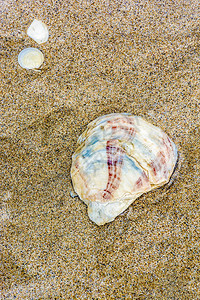 在南非普利登堡湾附近的金棕色卵石沙滩上背景图片