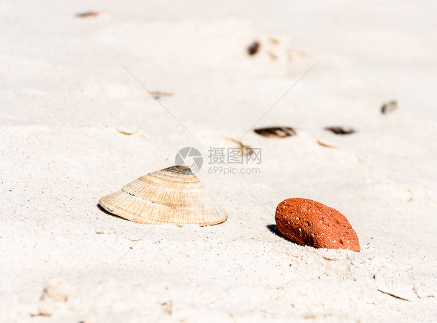 一个孤立的贻贝壳搁浅在细白沙滩上的图片