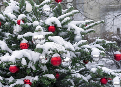 在雪覆盖的圣诞树上放红白球装饰图片
