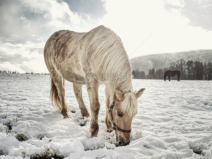 冬天山上上美丽的轻骑马充足的图片