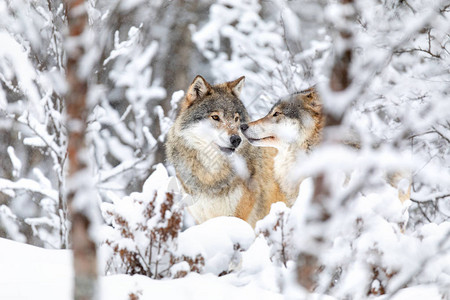 狼群在树林里站着寒冷的冬日图片