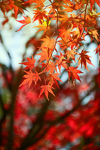秋天的绿树花园红花在秋天叶背景图片