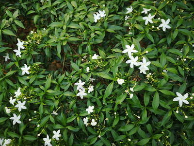 白花绿色灌木植物背景茂密的叶子图片