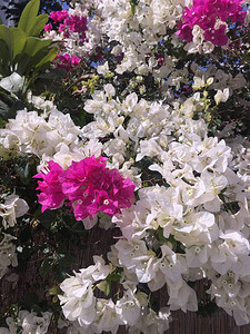粉红和白布干维尔花朵在花园中流传图片