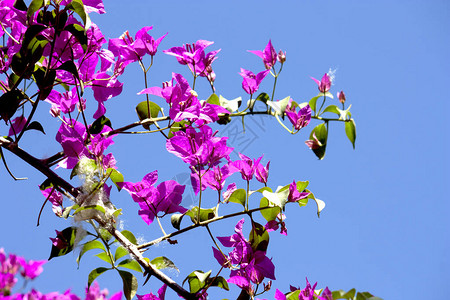 Fuchsia布干维尔灌木丛图片