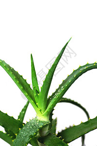 AloeVera植物药草叶紧贴地图片