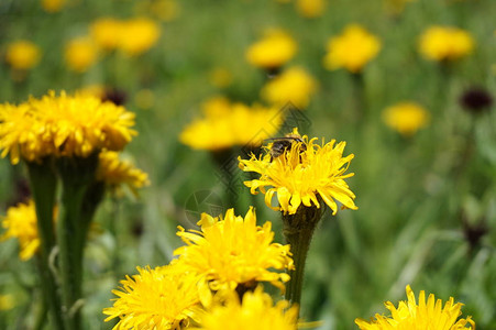 黄色的花朵散焦的背景背景图片