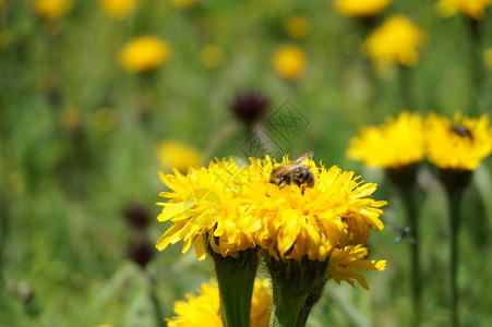 黄色的花蜜蜂散焦的背景背景图片