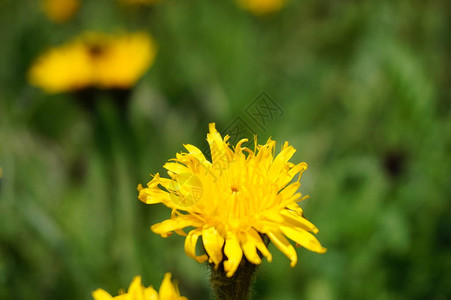 黄色的花朵散焦的背景背景图片