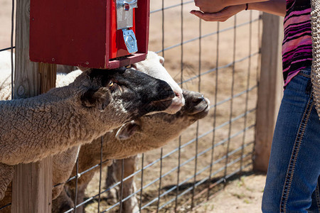 可爱的羊头通过栅栏乞求一图片