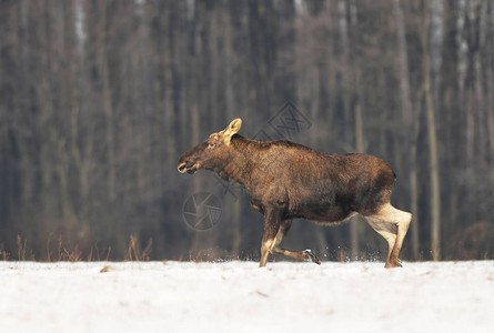 雪田中的驼鹿Alces图片