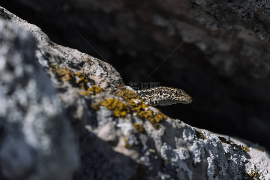 可爱的蜥蜴在岩石上晒太阳原始自然图片