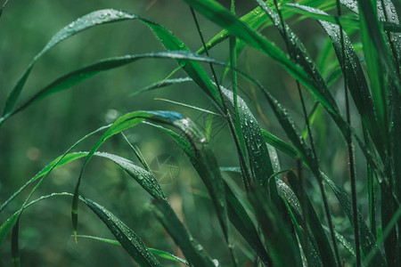 雨水在新鲜上喷洒水分清晨在上图片