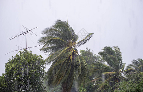 暴雨预警信号阵风暴雨椰子和天线杆吹斜背景
