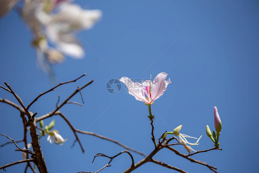 Bauhiniavariegata紫兰花树图片