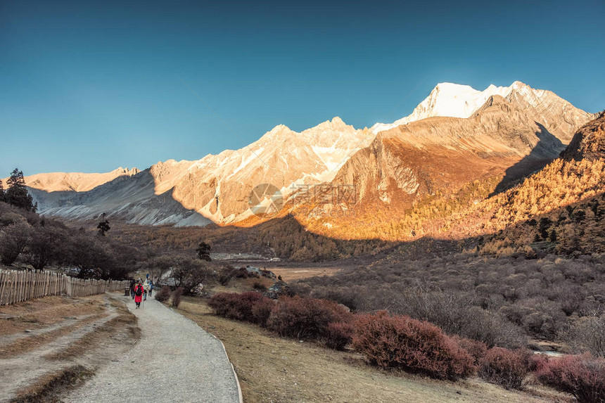 在Yading高原的秋林和山脉日落中图片