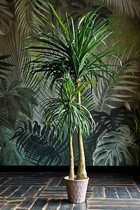 锅中的棕榈树家用植物设计图片