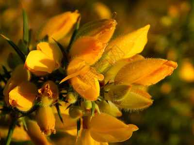 黄色的花粉植物其中图片