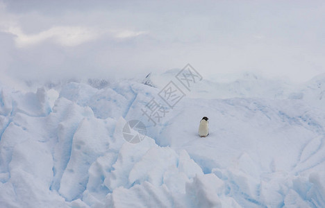南极半岛海岸外冰山上的阿德利企鹅adeliePenc图片