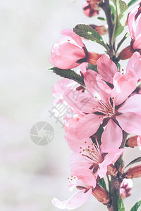 樱桃特写的花枝春天背景图片
