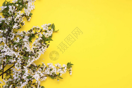 黄色背景的春花樱桃平底图片