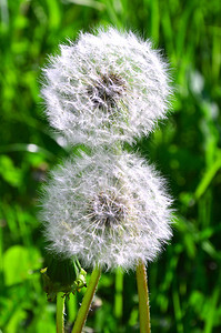 蒲公英的两朵小花成熟的种子蓬松图片