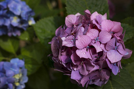 美丽盛开的绣球花紫色和蓝色图片