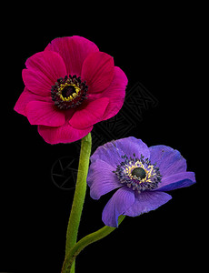 一对孤立的大开红蓝紫海葵花的美术静物花卉色彩宏图片