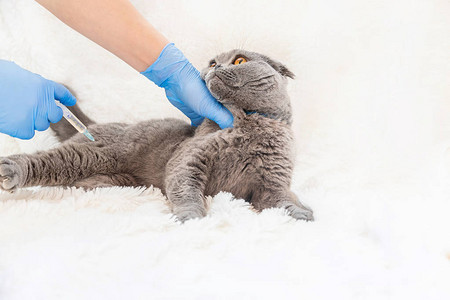 猫的疫苗接种兽医药物选择重点图片