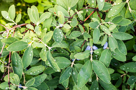 绿色灌木上的金银花浆果绿叶雨后有露珠高清图片