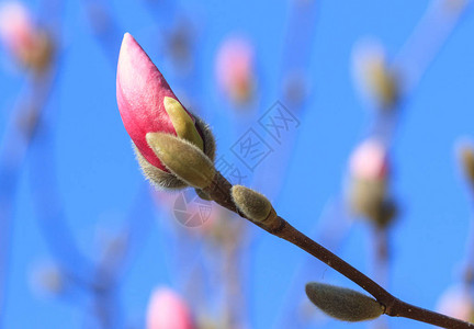 粉玉兰花蕾映衬蓝天图片