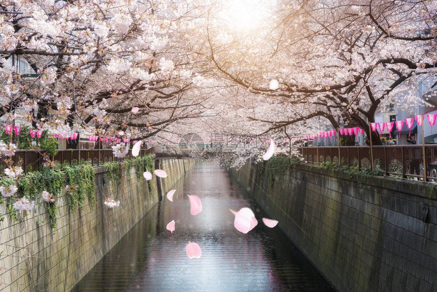 樱花在日本东京的梅吉罗运河上4月春图片