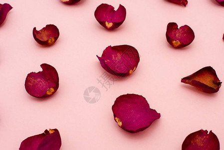 粉红色背景的玫瑰花瓣野图片