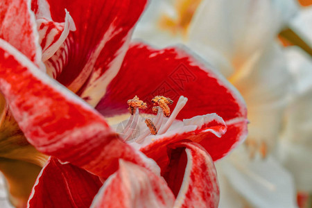 荷兰春天开花的红孤挺花图片