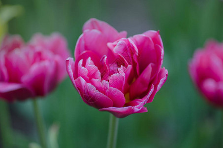 花园里的双粉红牡丹郁金香美丽的双粉色郁金香Drumline粉红色牡丹图片