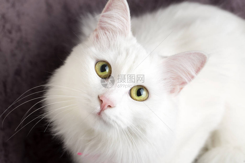 宠物动可爱的白猫土图片