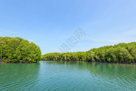 Melaka运河红树林的美丽自然景观图片