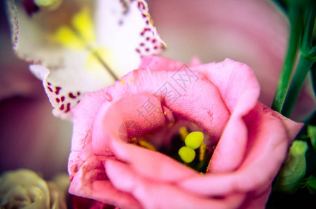 美丽的花束上粉红的叶图片