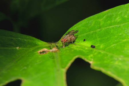 Syrphidae在自然的树叶上图片