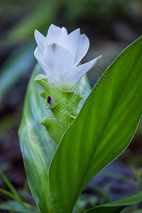 带白花的Curcumase图片