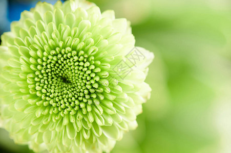 软绿色花背景圆形图片