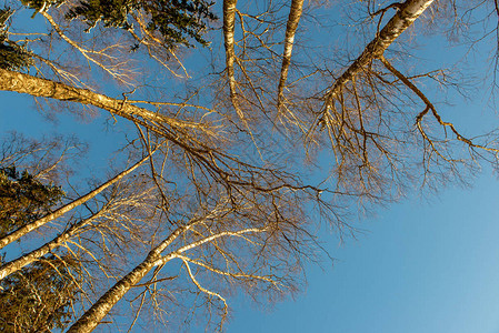 冬天寒冷的寒冷天气下树丛中的树图片