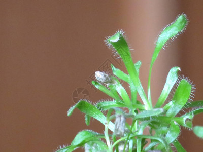 蚊子打扰时吃掉的食虫植物图片