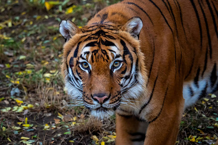 马拉扬虎的肖像PantheraTigrisja图片