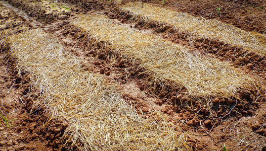 准备土壤覆盖稻草以便在种植园种植蔬图片