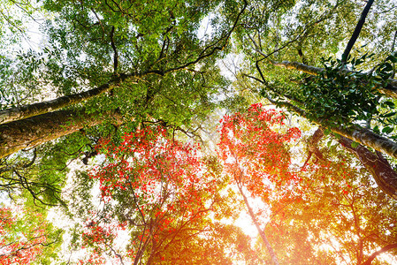 红枫叶绿树五颜六色的季节秋天在自然森林颜色变化的图片