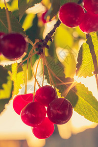 红樱桃莓在日落的阳光下树上绿叶子图片