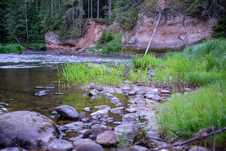 清晨在拉脱维亚阿玛塔河的早期光照下夏季有岩石和绿色图片