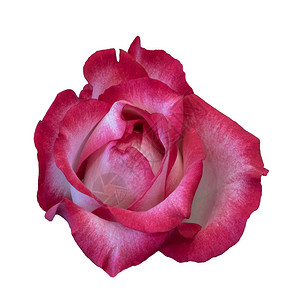 单一孤立的红粉色玫瑰花图片