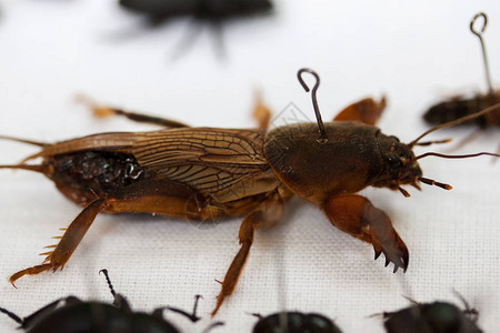 Grylotalpidae是昆虫学家收藏中的图片